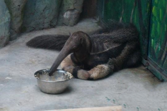 原來恒溫恒濕空調不光為人類服務，還可以服務動物